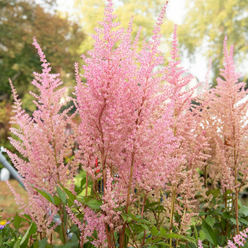 Astilbe arendsii Erika - Astilbe 1L