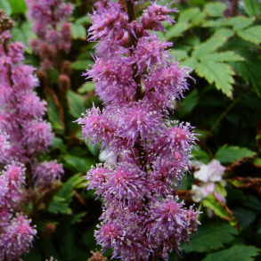Astilbe chinensis Pumila - Astilbe