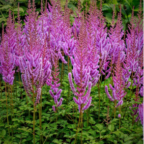 Astilbe chinensis Purpurkerze - Kinesisk Astilbe