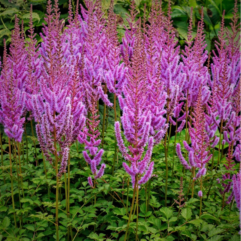 Astilbe chinensis Purpurkerze - Kinesisk Astilbe 2L