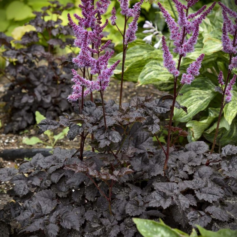 Astilbe hybrida Darkside of the Moon - hybrid Astilbe