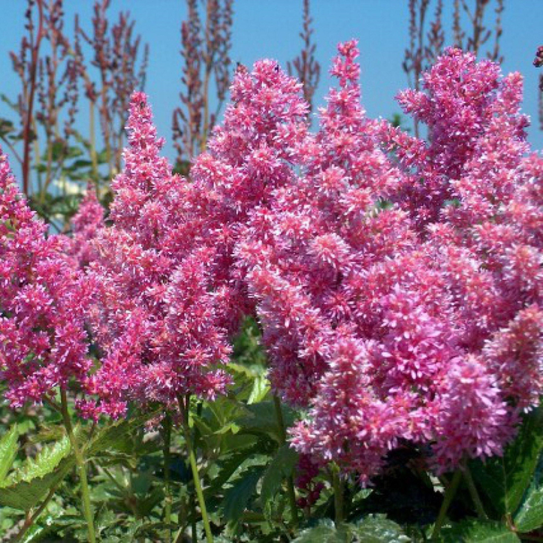 Astilbe japonica Mainz - Astilbe