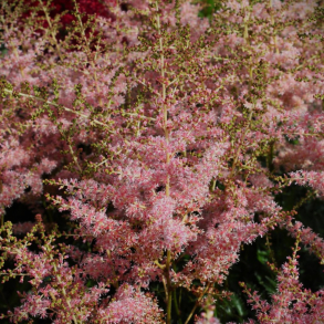 Astilbe simplicifolia Hennie Graafland - Astilbe 1L