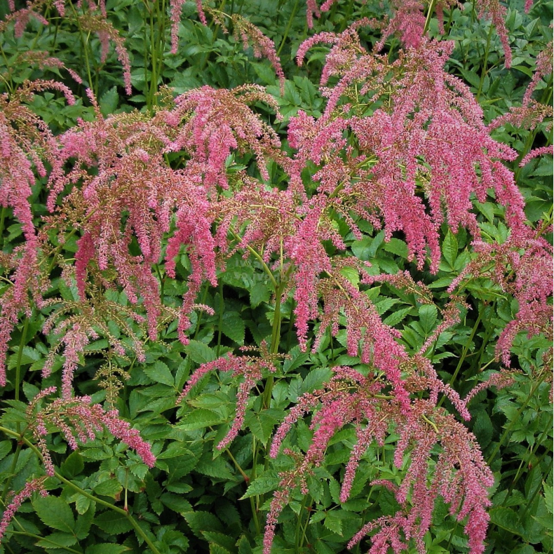 Astilbe thunbergii Rote Straussenfeder - Astilbe