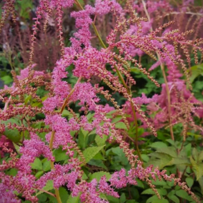 Astilbe thunbergii Straussenfeder - Astilbe 2L