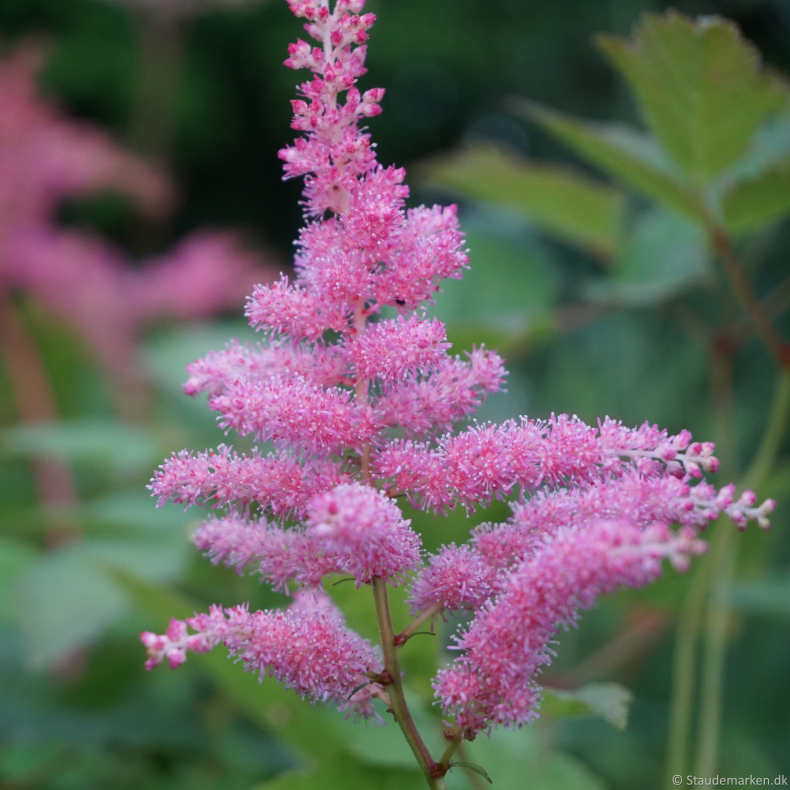 Astilbe thunbergii Straussenfeder - Astilbe 2L