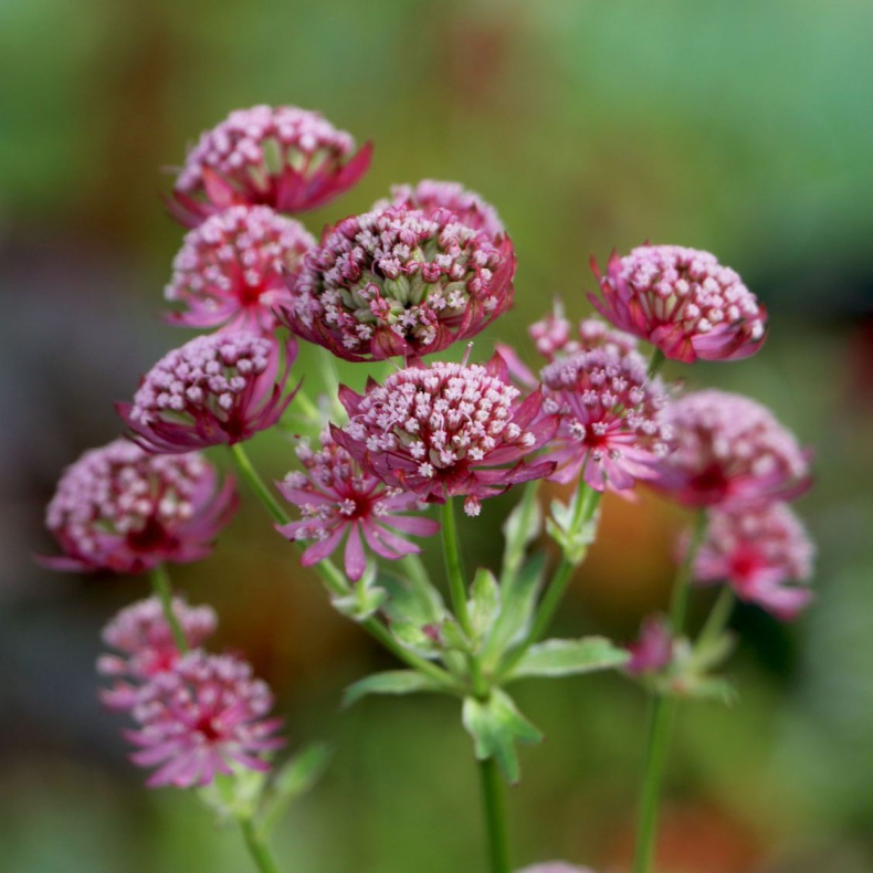 Astrantia Moulin Rouge - Stjernesk�rm