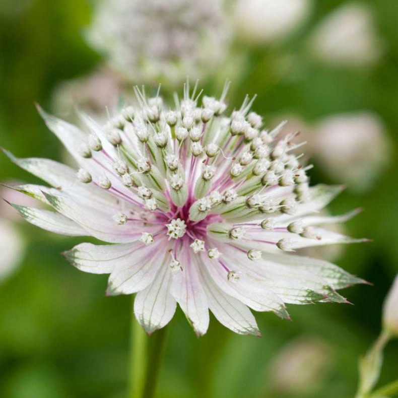 Astrantia major April Love - Stjernesk�rm
