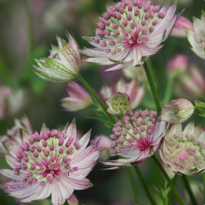 Astrantia major Buckland - Stjernesk�rm 
