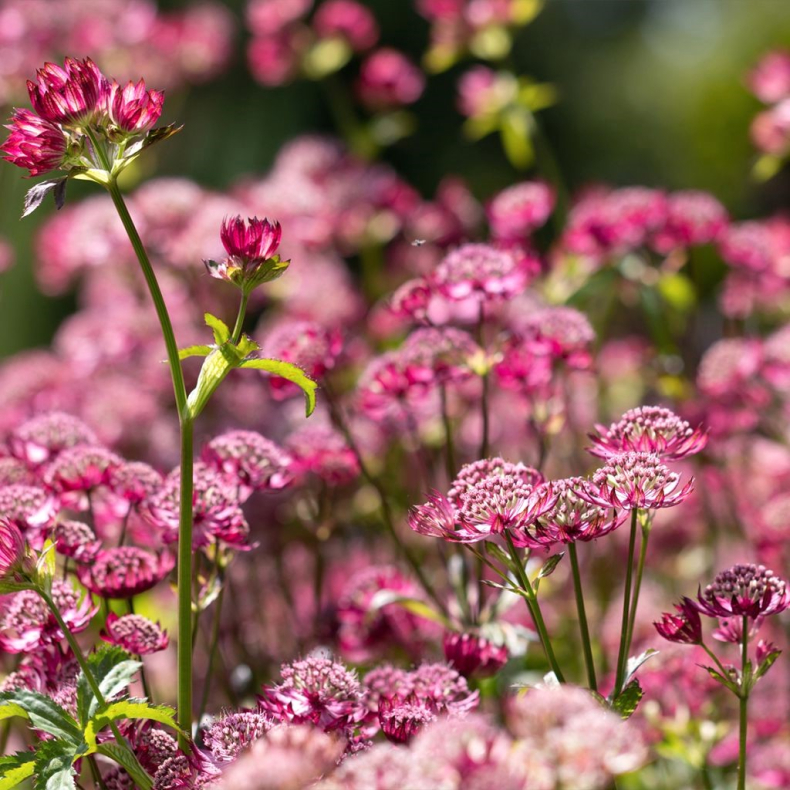 Astrantia major Cerise Button - Stjernesk�rm