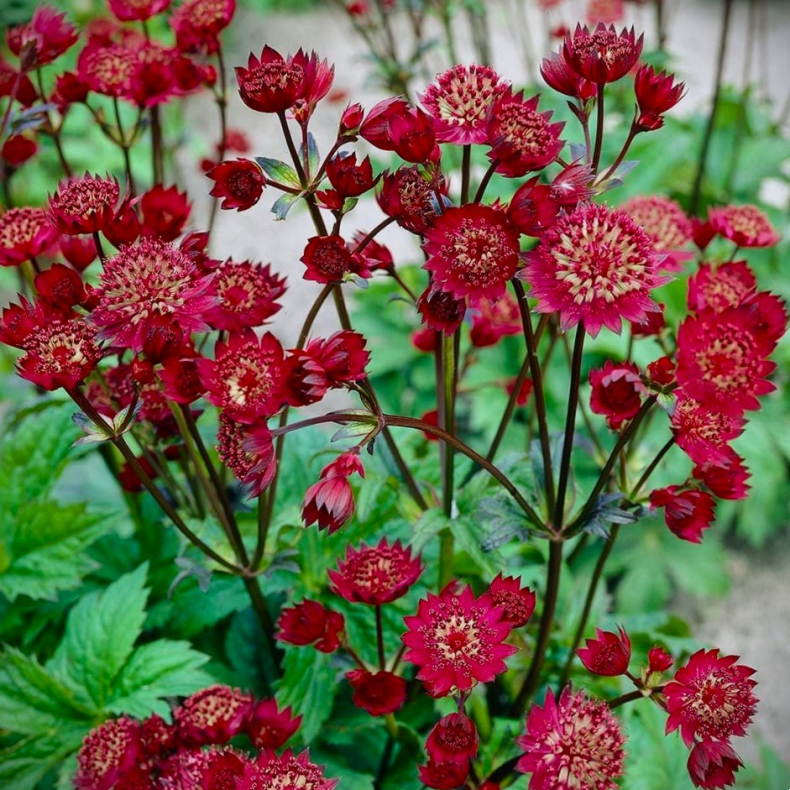 Astrantia major Claret  - Stjerneskrm