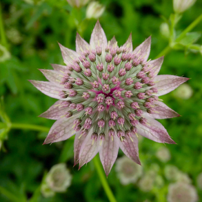 Astrantia major Florence - Stjernesk�rm 