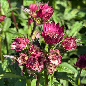 Astrantia major Magical Red - Stjernesk�rm