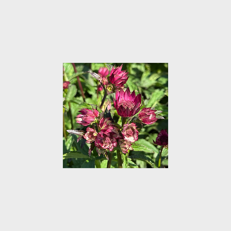 Astrantia major Magical Red - Stjernesk�rm