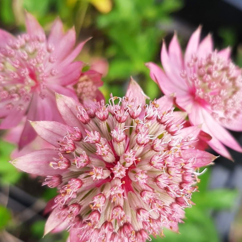 Astrantia major Pink Button - Stjernesk�rm