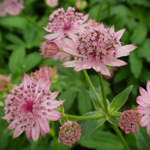 Astrantia major Pink Pride - Stjernesk�rm