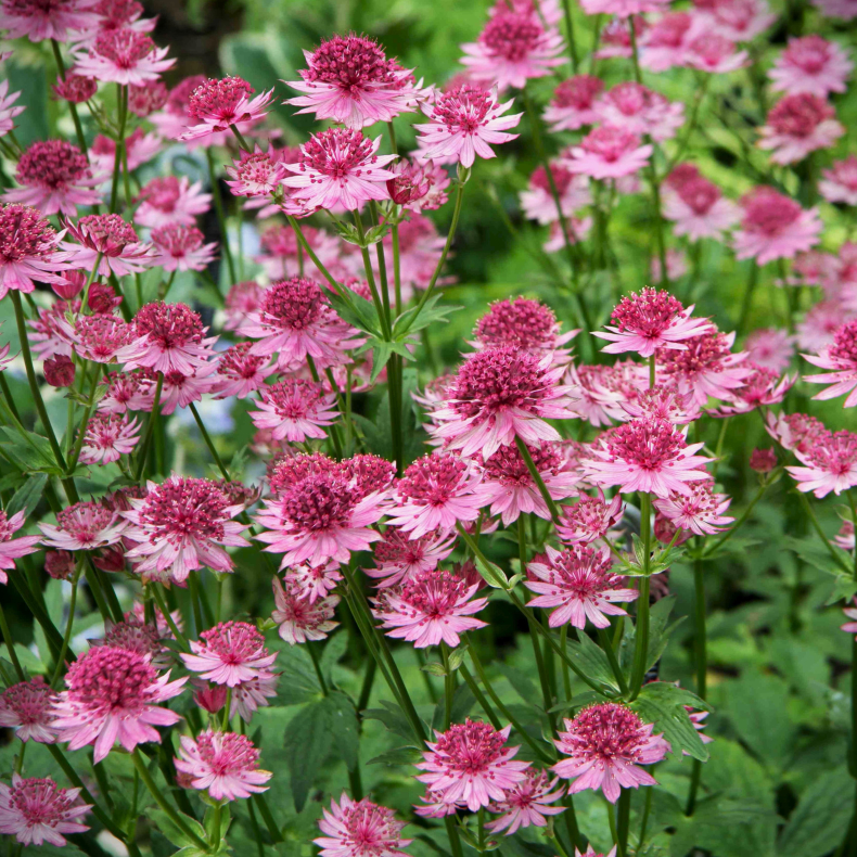 Astrantia major Primadonna - Stjernesk�rm