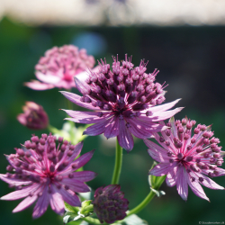 Astrantia major Roma  - Stjernesk�rm