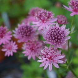 Astrantia major Roma  - Stjernesk�rm