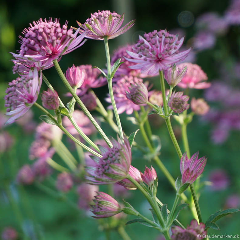 Astrantia major Roma  - Stjernesk�rm