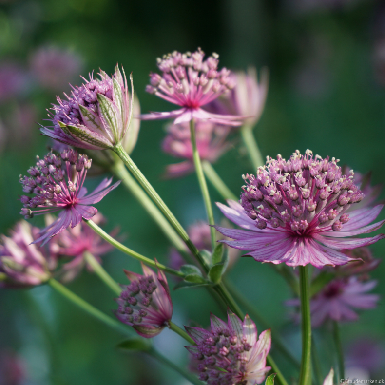 Astrantia major Roma  - Stjernesk�rm