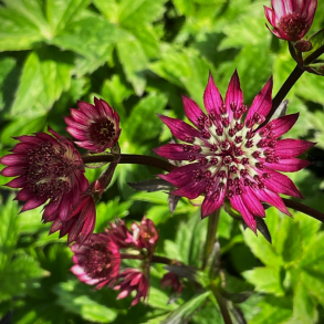 Astrantia major Ruby Wedding - Stjernesk�rm