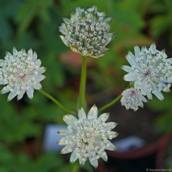 Astrantia major Shaggy - Stjernesk�rm
