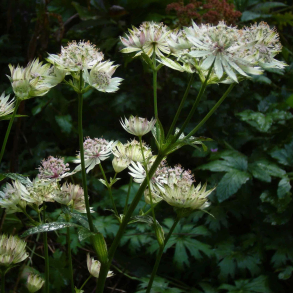 Astrantia major Shaggy - Stjernesk�rm 1L