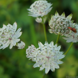 Astrantia major Shaggy - Stjernesk�rm