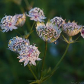 Astrantia major Shaggy - Stjernesk�rm 1L