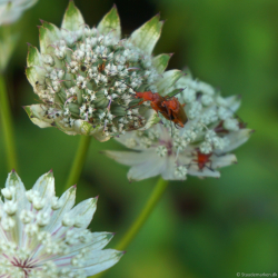 Astrantia major Shaggy - Stjernesk�rm