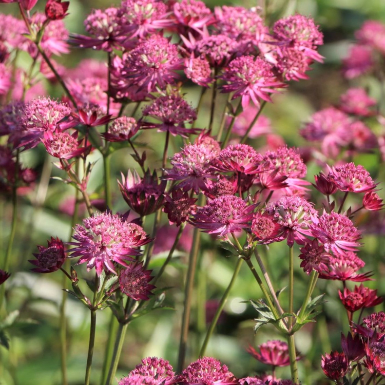 Astrantia major Star of Love - Stjerneskrm