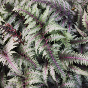Athyrium Burgundy Lace - Japansk fjerbregne