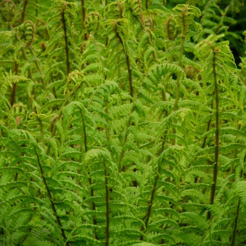 Athyrium filix-femina Rotstiel - Japansk fjerbregne