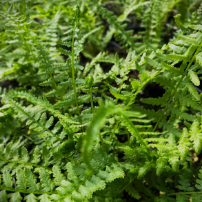 Athyrium filix-femina Victoriae - Japansk fjerbregne