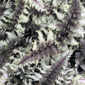 Athyrium niponicum Crested Surf - Japansk fjerbregne