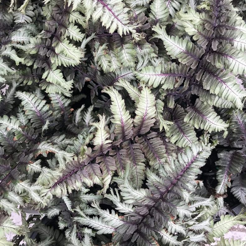 Athyrium niponicum Crested Surf - Japansk fjerbregne