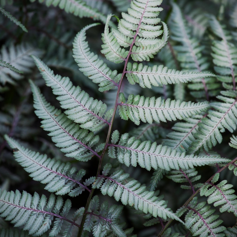 Athyrium niponicum Metallicum - Japansk fjerbregne