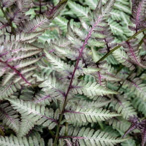 Athyrium niponicum Red Beauty - Japansk fjerbregne
