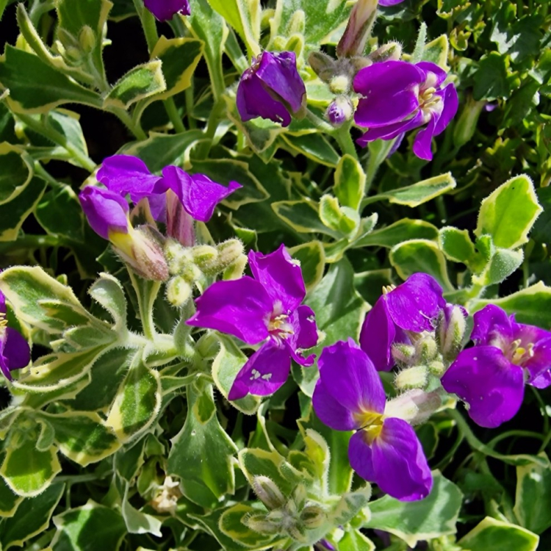 Aubrieta Dr Mules Variegated - Bl�pude