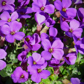 Aubrieta Hamburger Stadtpark  - Bl�pude