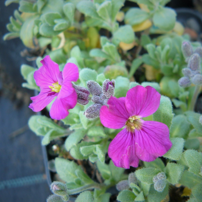Aubrieta x cultorum Rubinfeuer - Blpude