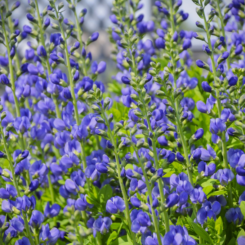 Baptisia australis - Farveblg 1L
