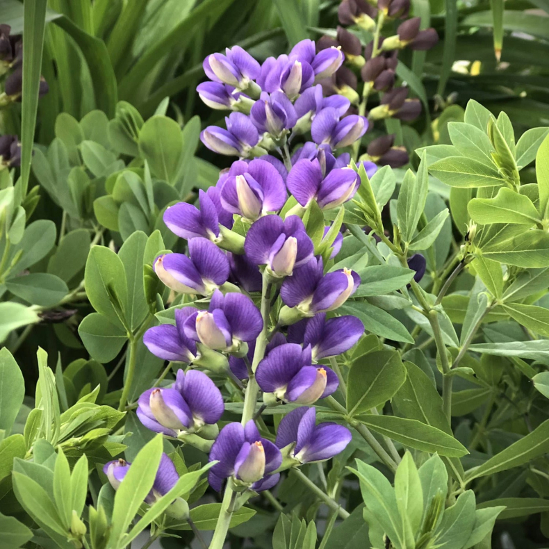 Baptisia hybrida Blueberry Sunday - Farveb�lg