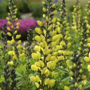 Baptisia hybrida Lemon Merinque - Farveb�lg