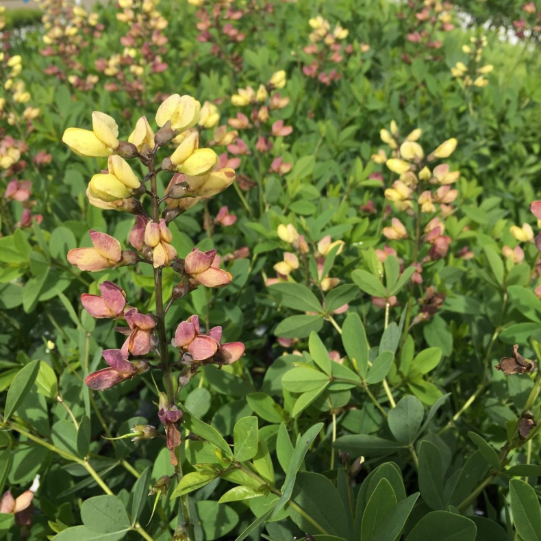 Baptisia hybrida Pink Lemonade - Farveb�lg