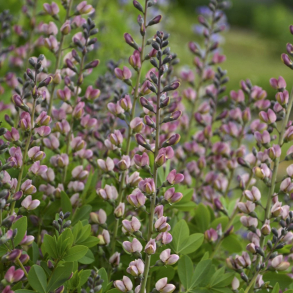 Baptisia hybrida Pink Truffles - Farveb�lg