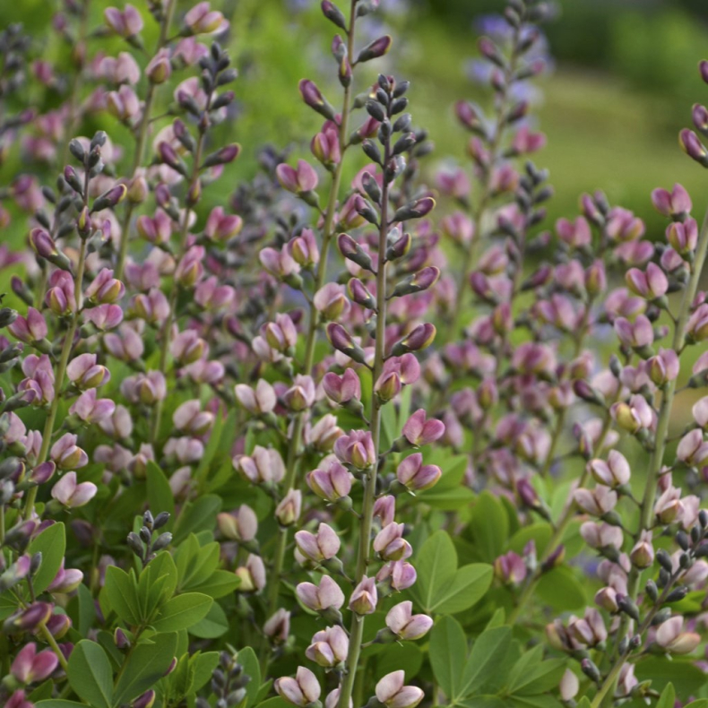 Baptisia hybrida Pink Truffles - Farveb�lg