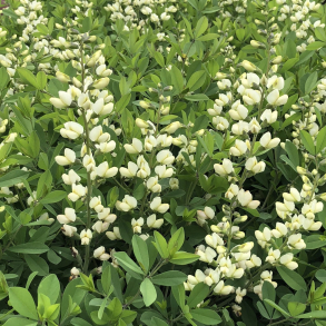 Baptisia hybrida Vanilla Cream - Farveb�lg