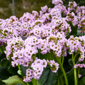 Bergenia Fairytale Romance - K�mpestenbr�k